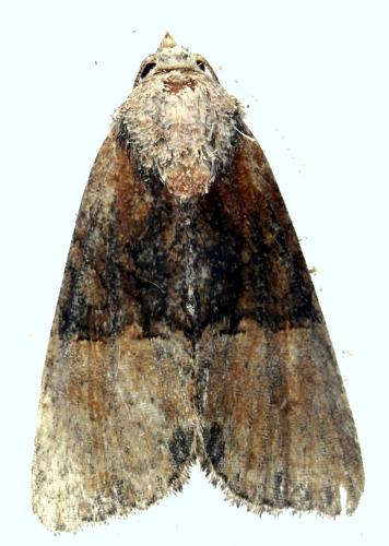 Réf. 346 654 : Mesoligia furuncula